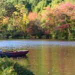 Anew – Woodbury Forestry Project